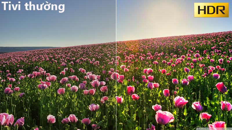 Công nghệ HDR mang lại hình ảnh độ nét cao với chất lượng màu sắc tuyệt hảo