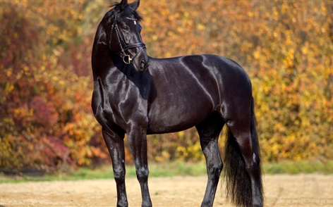 Beauty of Horses
